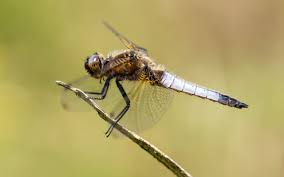 Attēlu rezultāti vaicājumam “Libellula fulva male”