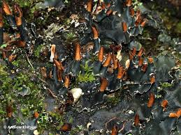 Attēlu rezultāti vaicājumam “Peltigera polydactylon”
