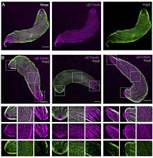 Attēlu rezultāti vaicājumam “Colloderma oculatum plasmodium”