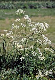 Attēlu rezultāti vaicājumam “Anthriscus sylvestris bud”