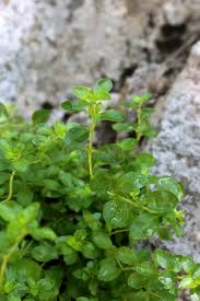 Attēlu rezultāti vaicājumam “Thymus pulegioides leaf”