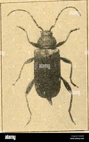 Attēlu rezultāti vaicājumam “Criocephalus rusticus”