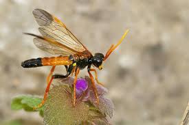 Attēlu rezultāti vaicājumam “Tenthredo campestris”