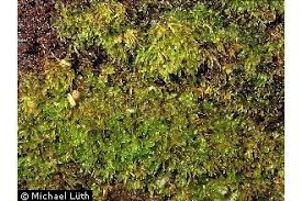 Attēlu rezultāti vaicājumam “Riccardia palmata”