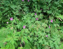 Attēlu rezultāti vaicājumam “Geranium palustre”