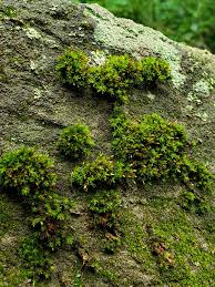 Attēlu rezultāti vaicājumam “Orthotrichum anomalum”