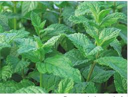 Attēlu rezultāti vaicājumam “Labiatae”