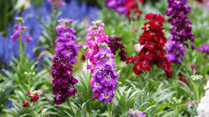 Image result for Levkoje