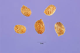 Attēlu rezultāti vaicājumam “Geranium molle”