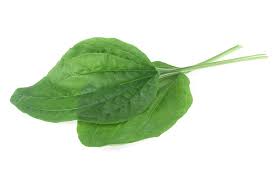 Attēlu rezultāti vaicājumam “Plantago major leaf”