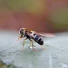 Attēlu rezultāti vaicājumam “Leucozona glaucia”