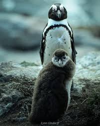 Image result for Spheniscus demersus