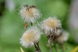 Attēlu rezultāti vaicājumam “Inula britannica flower”