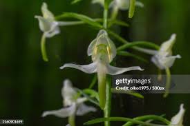Attēlu rezultāti vaicājumam “Platanthera bifolia leaf”