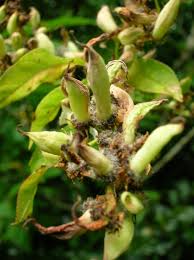 Attēlu rezultāti vaicājumam “Taphrina padi”