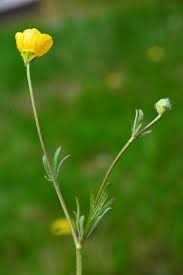 Attēlu rezultāti vaicājumam “Ranunculus bulbosus flower”