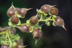 Attēlu rezultāti vaicājumam “Juglans cinerea flower”