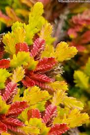 Attēlu rezultāti vaicājumam “Calluna vulgaris flower”