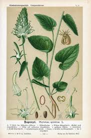 Attēlu rezultāti vaicājumam “Phyteuma spicatum fruit”