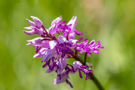 Attēlu rezultāti vaicājumam “Dactylorhiza maculata flower”