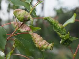 Attēlu rezultāti vaicājumam “Thecabius affinis”