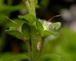 Attēlu rezultāti vaicājumam “Veronica serpyllifolia bud”