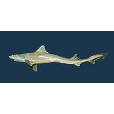 Image result for Mustelus antarcticus