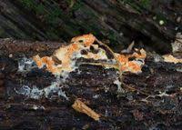 Attēlu rezultāti vaicājumam “Hypomyces armeniacus”