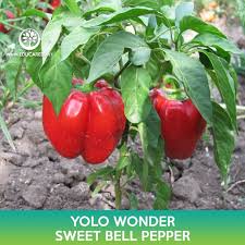 Afbeeldingsresultaat voor yolo wonder sweet pepper