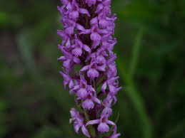 Attēlu rezultāti vaicājumam “Gymnadenia conopsea bud”