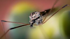 Attēlu rezultāti vaicājumam “Claustria didermoides macro”