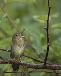 Image result for Locustella fluviatilis