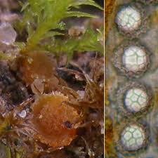 Attēlu rezultāti vaicājumam “Lamprospora tortulae-ruralis”