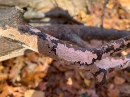 Attēlu rezultāti vaicājumam “Corticium roseum”