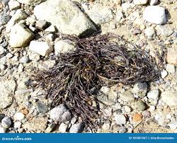 Attēlu rezultāti vaicājumam “Furcellaria lumbricalis”