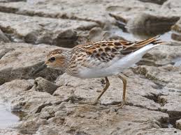 Image result for Calidris subminuta