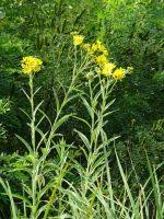 Attēlu rezultāti vaicājumam “Jacobaea paludosa”