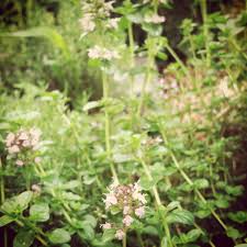 Attēlu rezultāti vaicājumam “Thymus vulgaris leaf”