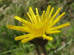 Attēlu rezultāti vaicājumam “Hieracium murorum”