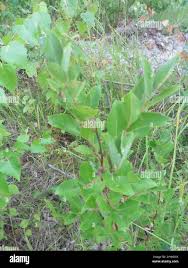 Attēlu rezultāti vaicājumam “Salix myrsinifolia”