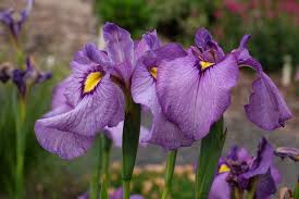 Attēlu rezultāti vaicājumam “Iris pseudacorus”