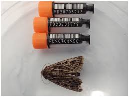 Attēlu rezultāti vaicājumam “Tholera decimalis male”