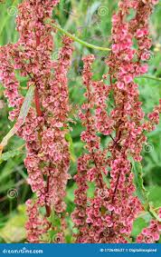 Attēlu rezultāti vaicājumam “Rumex crispus”