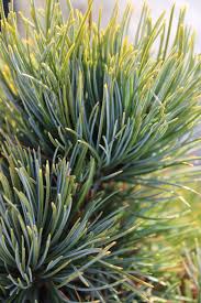 Image result for Pinus cembra
