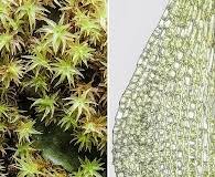 Attēlu rezultāti vaicājumam “Tortella inclinata”