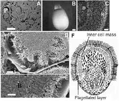 Attēlu rezultāti vaicājumam “Spongia”