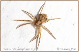 Attēlu rezultāti vaicājumam “Philodromidae”