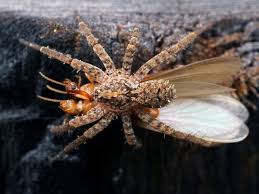 Attēlu rezultāti vaicājumam “Miturgidae”