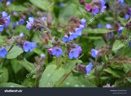 Attēlu rezultāti vaicājumam “Pulmonaria saccharata”