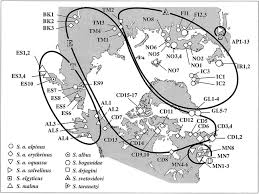 Image result for Salvelinus alpinus taranetzi
